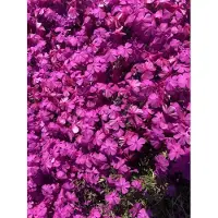 GRDplanten 6 plantas de Phlox (Phlox paniculata) 'Mcdaniel's Cushion' - también conocida como Flammenblume - en maceta de 9 x 9 cm