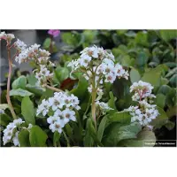 Brandless 6 plantas de Bergenia híbrida 'Bressingham White' (también conocida como "planta del zapatero"), en macetas de 9x9 cm