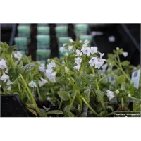 GRDplanten 6 plantas de *Pulmonaria* variedad 'Sissinghurst White' (Braunelle), en macetas de 9 x 9 cm