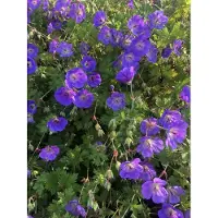 Brandless 6 geranios 'Rozanne' (Geranium) - maceta de 9 x 9 cm
