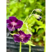 GRDplanten 6 x Geranio *phaeum* 'Raven' - Maceta de 9 x 9 cm