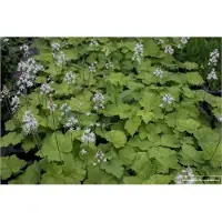 GRDplanten 6 plantas de *Tiarella cordifolia* (también conocida como "Schaumblüte"), en maceta de 9 x 9 cm