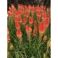 GRDplanten 6 x *Kniphofia hybr.* 'Papaya Popsicle' - Lirio antorcha - Maceta de 9 x 9 cm