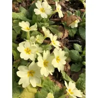 GRDplanten 6 x *Primula vulgaris* (sin tallo) - Primula Kugel - Maceta de 9 x 9 cm