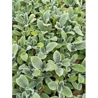 GRDplanten 6 plantas de *Stachys byzantina* 'Silver Carpet' - Romero ruso - en maceta de 9 x 9 cm
