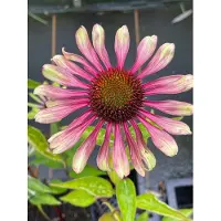GRDplanten 6 x Echinacea purpurea 'Green Twister' - Equinácea púrpura 'Green Twister' - Maceta de 9 x 9 cm