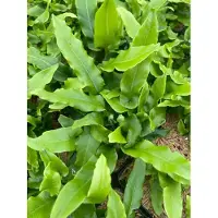 GRDplanten 6 plantas de *Asplenium scolopendrium* (también conocido como *phyllitis scol.*) - helecho lengua de ciervo - en maceta de 9 x 9 cm