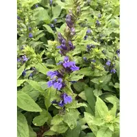 GRDplanten 6 plantas de *Lobelia siphilitica* (también conocida como "Lobelia del cardenal" o "Lobelia azul"), en macetas de 9 x 9 cm
