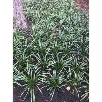 GRDplanten 6 x Liriope muscari 'Big Blue' - Lilientraube - Maceta de 9 x 9 cm