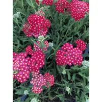 Brandless 6 plantas de *Achillea millefolium* 'Paprika' (milenrama 'Paprika') en maceta de 9 x 9 cm